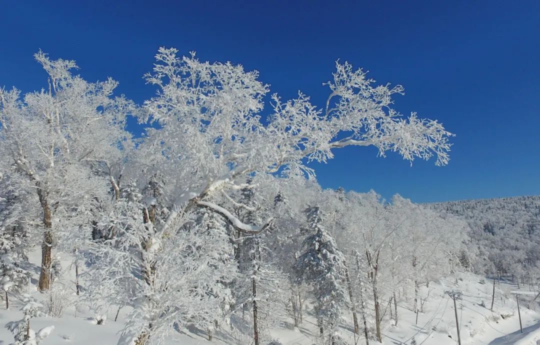 雪的奇幻世界，最新探索之旅