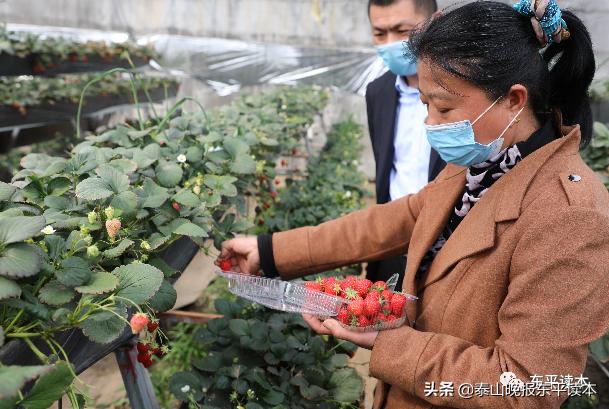 东平县全新地图概览