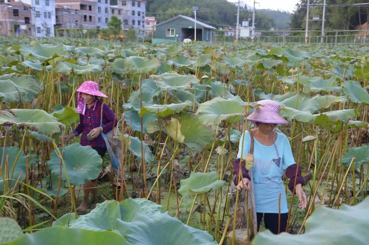 转枝莲村最新动态概览