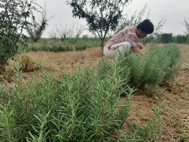 平顶山最新招聘，半天班职位的机遇与考验