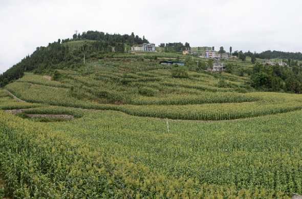 茅坝村新任领导引领乡村繁荣新篇章