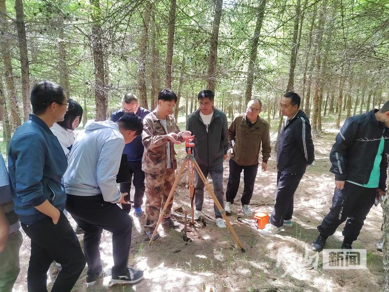 乌旦塔拉林场最新动态报道